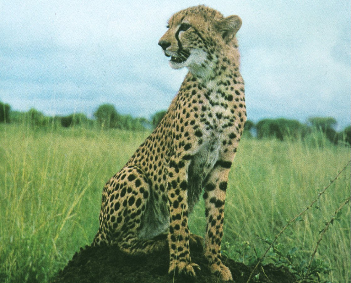 cheetah1